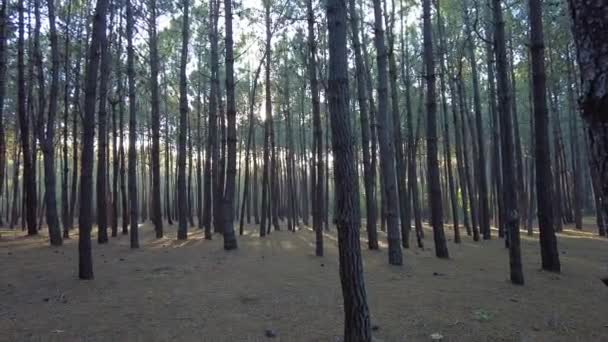 Forêt Pins Majestueuse Avec Deux Récupérateurs Dorés Jouant — Video
