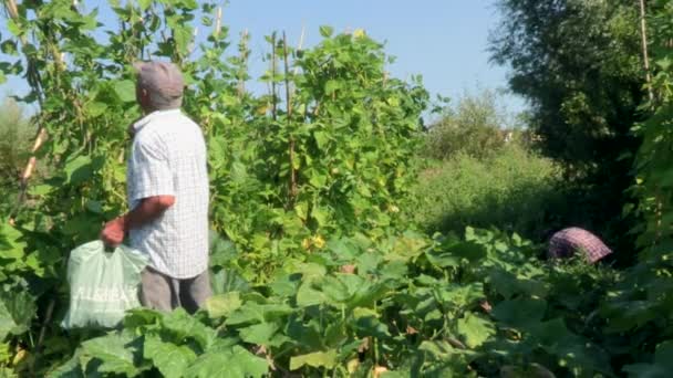 Dua Petani Bekerja Kebun Satu Memetik Kacang Hijau Yang Lain — Stok Video