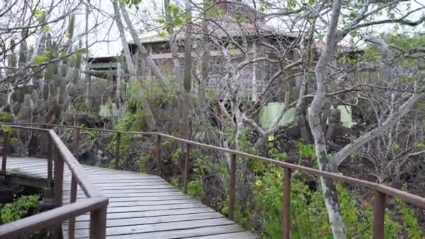 Üres Fasor Korlátokkal Körülvéve Opuntia Echiosszal Fákkal Santa Cruzban Galapagoson — Stock videók