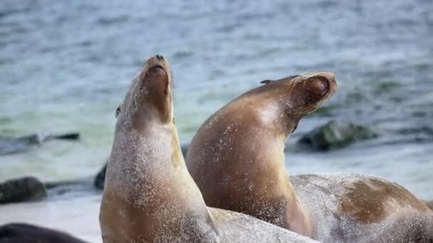 Par Lobos Marinos Galápagos Girando Lado Lado Con Los Ojos — Vídeos de Stock