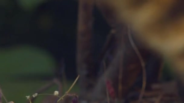 Gros Plan Coati Queue Cerclée Marchant Dans Forêt Brésil Recherche — Video