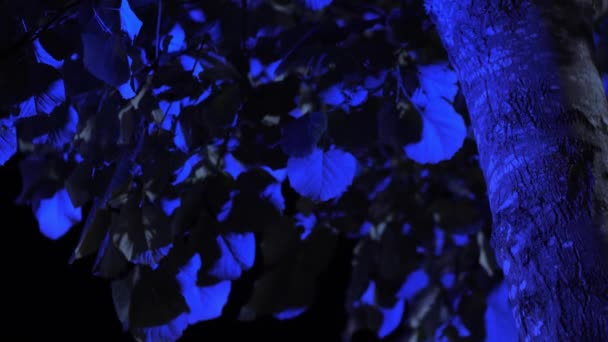スローモーションツリーの葉がゆらゆらと青い光に照らされて — ストック動画