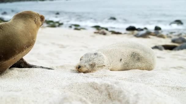 Galapagos Sea Lion Mother Cosying Sleeping Pupp Playa Punta Beach — стоковое видео