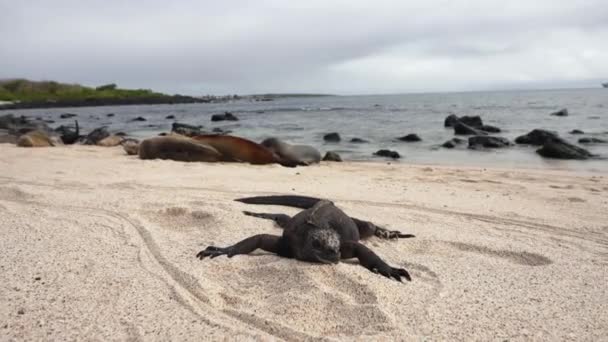 Marine Iguana Sun Bath Playa Punta Beach Med Grupp Sjölejon — Stockvideo