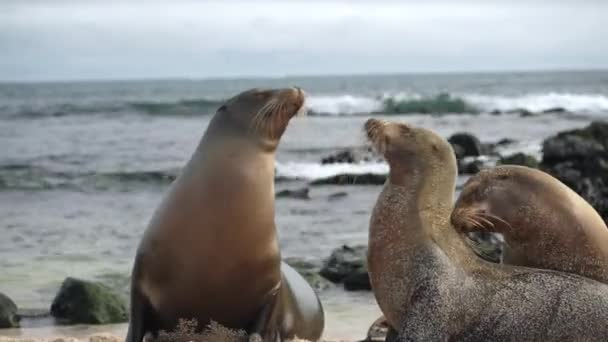 Paire Lions Mer Galapagos Embrassant Ludique Sur Plage Playa Punta — Video