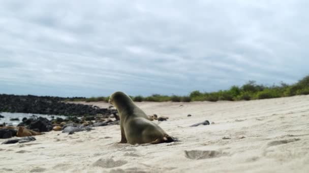 Jonge Galapagos Sea Lion Pup Wandelen Naar Playa Punta Beach — Stockvideo