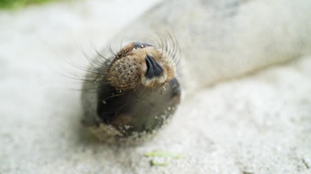 Close Galapagos Sea Lion Pup Nose Whiskers Laying Playa Punta — Vídeo de Stock