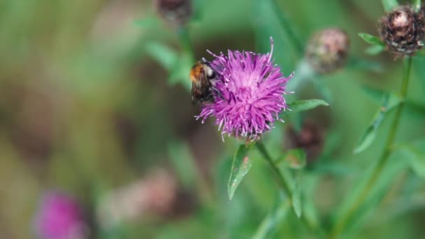 Pince Mouvement Lent Bourdon Commun Bombus Pascuorum Rampant Long Une — Video