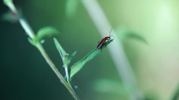 Pince Mouvement Lent Scarabée Solitaire Rouge Rhagonycha Fulva Rampant Long — Video