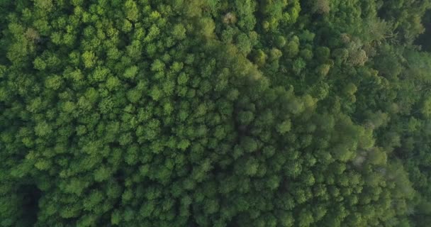 少し霧の多い天候では 山の範囲に密な木と森の頭上のドローンショット 松の木が茂る森 インドネシアの熱帯雨林 — ストック動画
