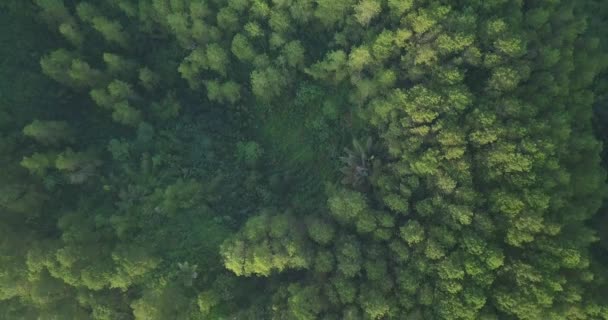 Overhead Drone Shot Forest Dense Trees Mountain Range Slightly Foggy — Stock Video