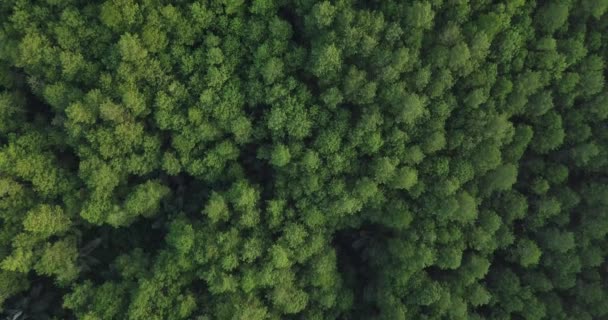 Overhead Drone Ditembak Pohon Lebat Hutan Pegunungan Dalam Cuaca Sedikit — Stok Video