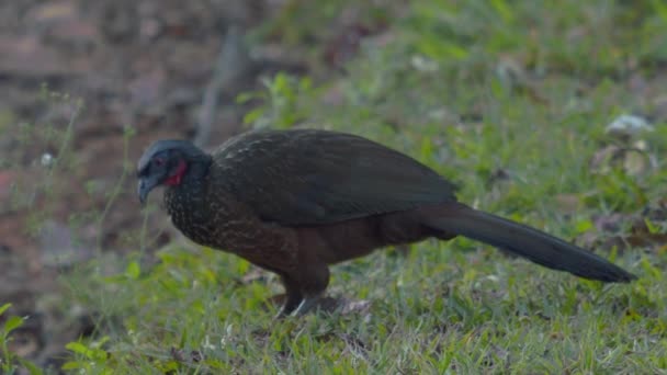 Brezilya Nın Güneydoğusundaki Esprito Santo Bahia Minas Gerais Hala Var — Stok video