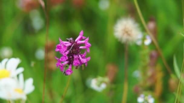 Pince Mouvement Lent Betonica Officinalis Hedgenettle Wildflower Parmi Une Prairie — Video