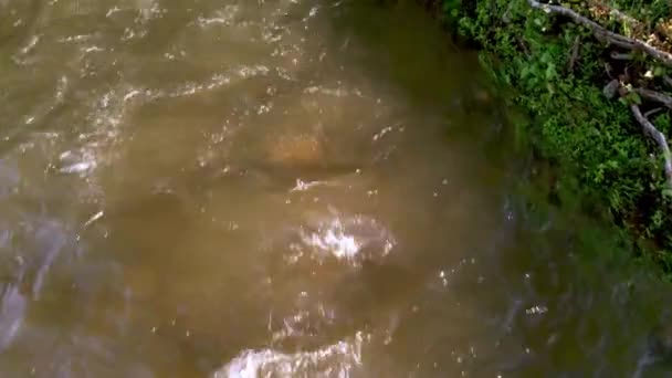 Aerial Laurel Creek River Bank Damascus Virginia — Stock Video