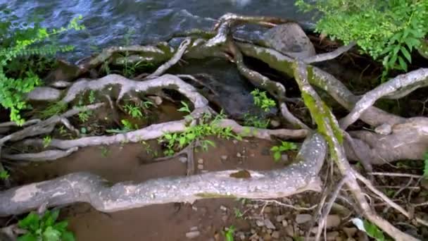 Raíces Árboles Aéreos Largo Orilla Del Río Damasco Virginia — Vídeo de stock