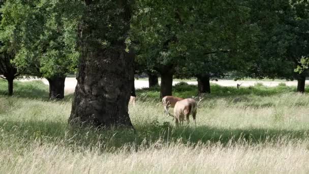 Beaux Bois Avec Des Cerfs Sauvages Nourrissant Deux Cerfs Rouges — Video