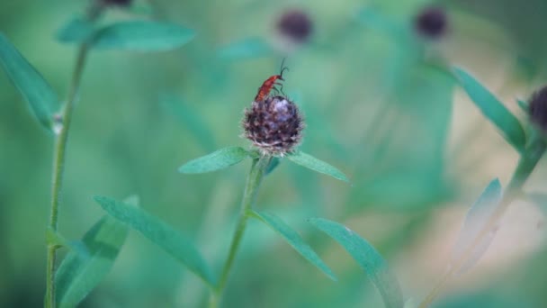 Pince Mouvement Lent Scarabée Solitaire Rouge Rhagonycha Fulva Assis Regardant — Video