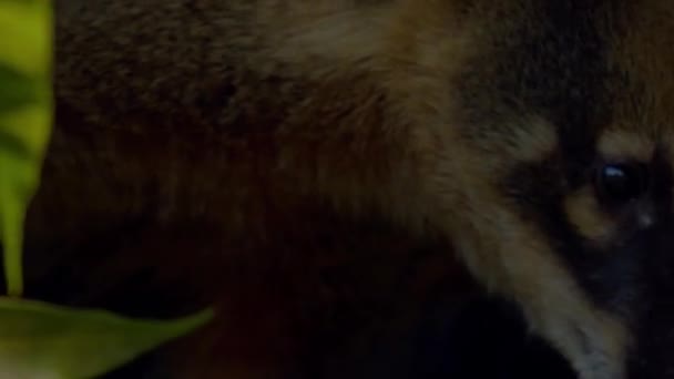 Primer Plano Grupo Banda Hembras Cachorros Cola Anillada Coati Sentado — Vídeo de stock