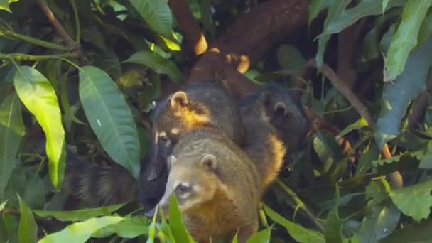 ブラジルの木の枝の上に座っている環状の尾のついたコアティの群れや女性の一団が — ストック動画