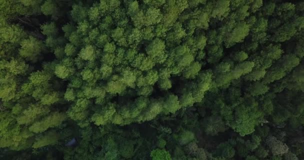 Drone Aereo Colpo Foresta Con Alberi Densi Sulla Catena Montuosa — Video Stock