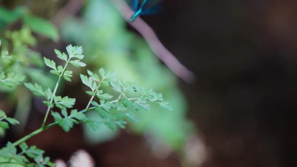 美丽的可怜虫 降落在河上的植物上的慢动作片段 — 图库视频影像