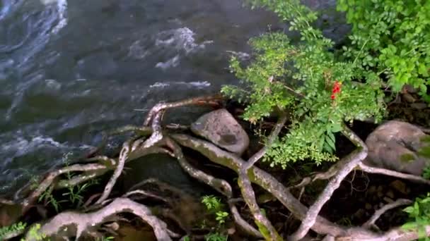 ダマスカス バージニア州のローレル クリーク沿いの川沿いの木の根 — ストック動画