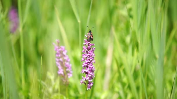 Slow Motion Clip Rare Marsh Fragrant Orchid Gymnadenia Densiflora Flying — Stock Video