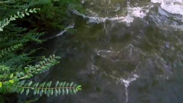 Pakis Sepanjang Tepi Sungai Damascus Virginia — Stok Video