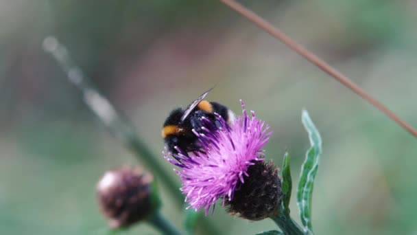 Bourdon Enrobé Pollen Pollinisant Soigneusement Une Fleur Centaurée Avant Prendre — Video