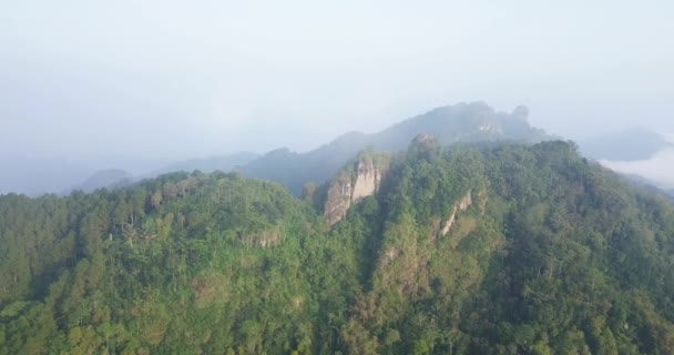 Foto Pesawat Tanpa Awak Dari Pohon Pohon Hutan Hijau Yang — Stok Video