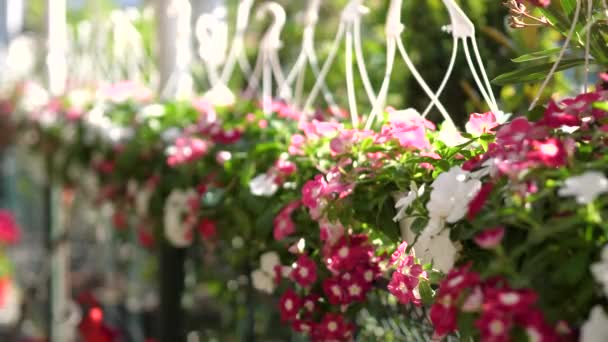 大きな庭のお店の花や植物 — ストック動画