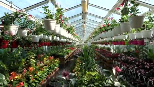 大きな庭のお店の花や植物 — ストック動画