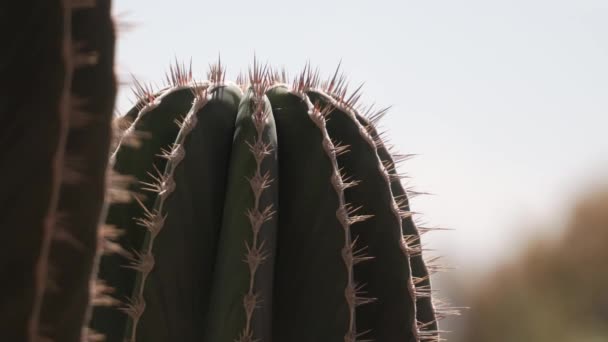 Spined Columnar Cactus Pachycereus Pecten Aboriginum Plant Inglês Fechar Macro — Vídeo de Stock