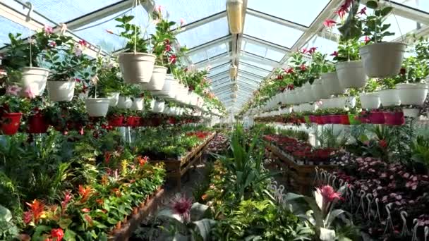 Fiori Piante Grande Negozio Giardino Rallentatore — Video Stock