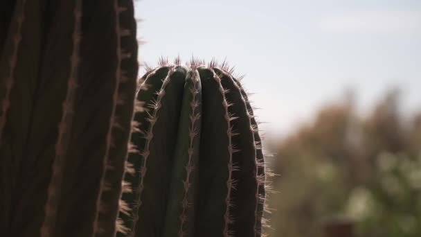 Thorny Plant Pachycereus Pecten Aboriginum Cactus Inglês Foco Seletivo Tiro — Vídeo de Stock