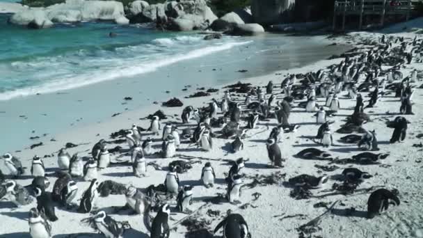 Colônia Pinguins Africanos Aninhada Costa Arenosa Boulders Beach Cabo Ocidental — Vídeo de Stock