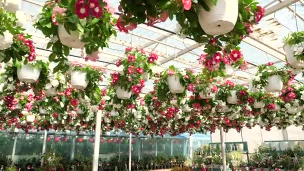 Květiny Rostliny Velkém Zahradním Obchodě Zpomalení — Stock video