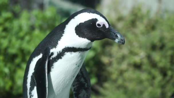 Aranyos Afrikai Pingvin Boulders Beach Cape Town Peninsula Dél Afrika — Stock videók