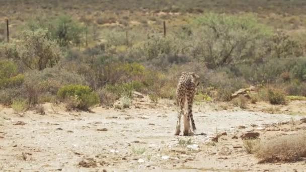 Cheetah Isolado Está Andando Savannah Ensolarado Western Cape Safari África — Vídeo de Stock