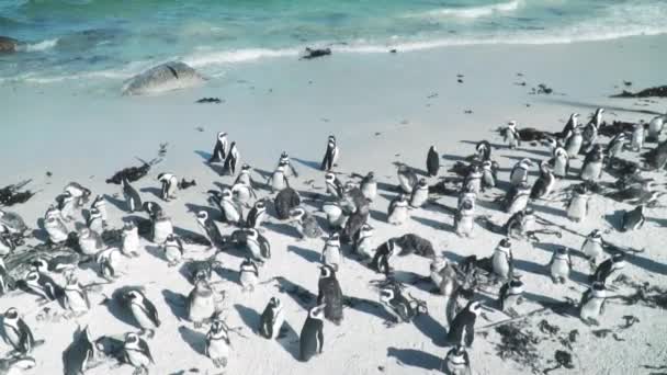 Enorme Colonia Pingüinos Africanos Costa Boulders Beach Ciudad Del Cabo — Vídeo de stock