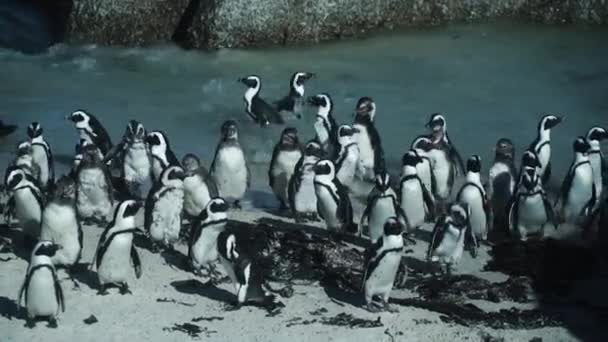 Boulders Penguin Colony Nature Preserve Ciudad Del Cabo Sudáfrica Tiro — Vídeos de Stock