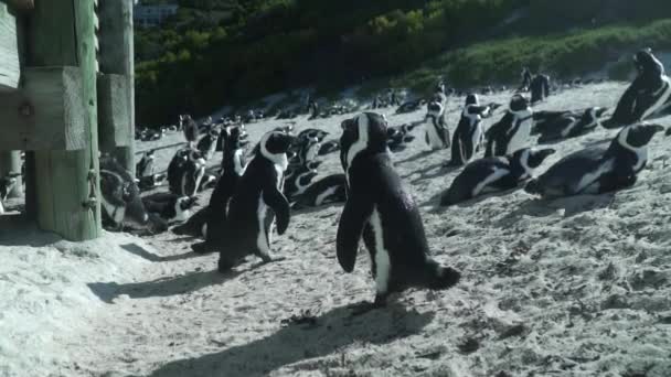 Colonia Pinguini Nella Riserva Naturale Boulders Beach Nella Penisola Del — Video Stock