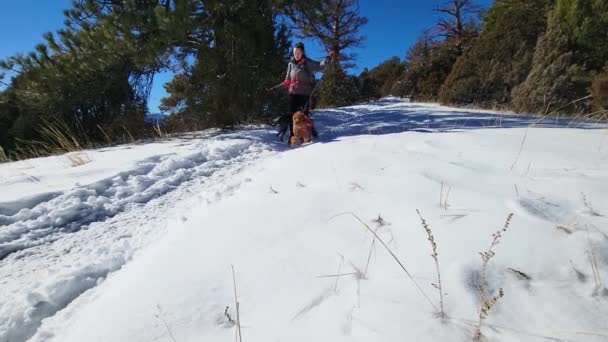 Woman Hiking Dogs Running Snowy Winter Mountain Trail While Holding — Stock Video