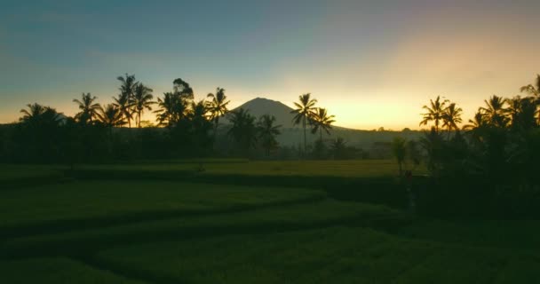 Wonderful Daybreak Rice Field Silhouette Mount Agung Aerial — Stock Video