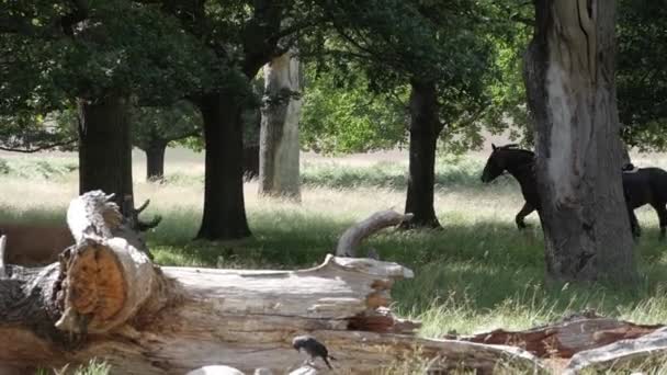 Réserve Naturelle Richmond Park Faune Paysages Activités Plein Air Cours — Video