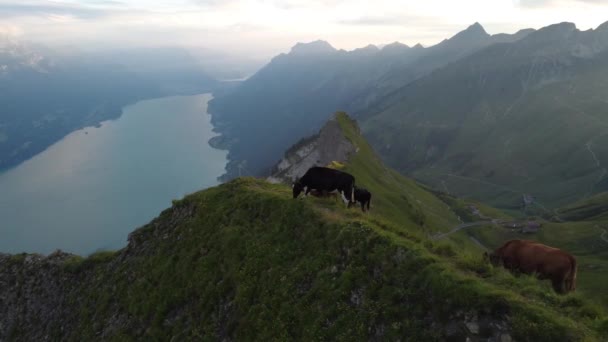 Forgó Légi Kilátás Egy Csoport Tehén Legeltetés Alpokban Svájci Hegyek — Stock videók