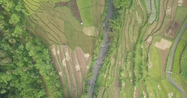 Survol Aérien Magnifiques Rizières Agricoles Avec Des Motifs Différents Une — Video