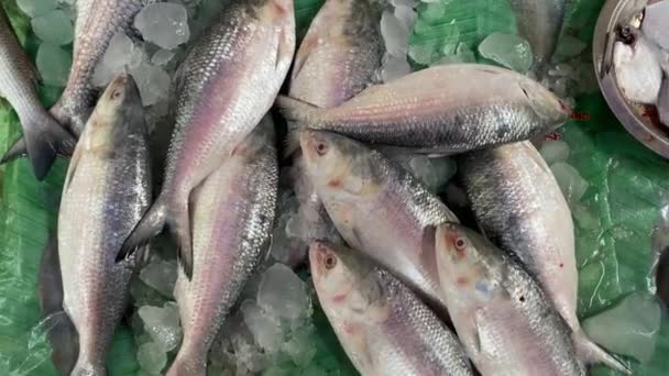 Extreme Nahaufnahme Von Ilish Oder Hilsa Fischen Auf Eis Zum — Stockvideo