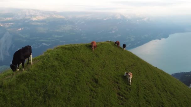 背景にブリエンツ湖を望むスイスの山の上に放牧牛の空中ビューを回転させます — ストック動画